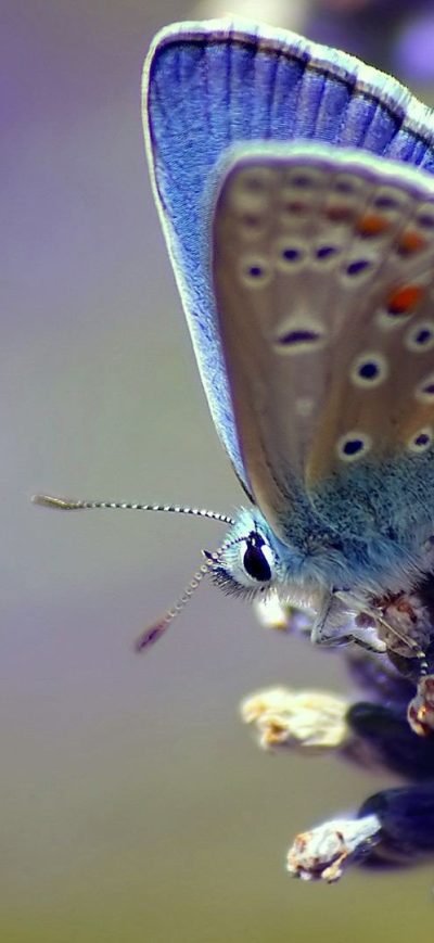 Fond d'écran iPhone Butterfly Flower Wings