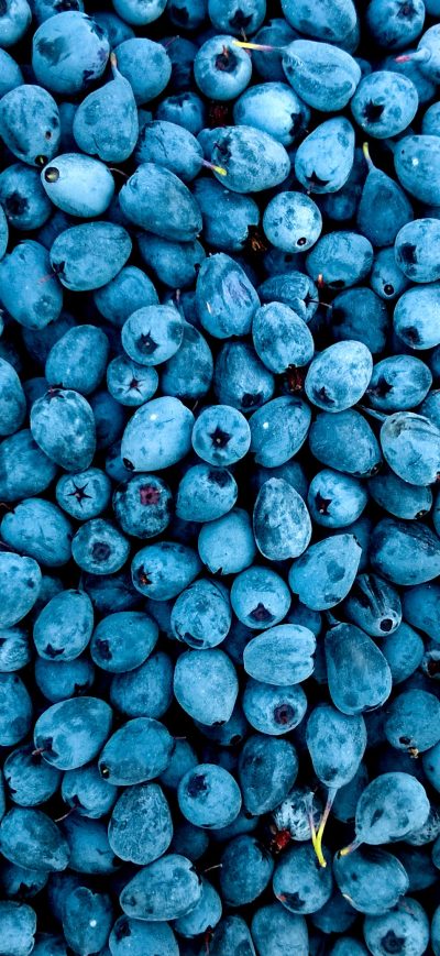 Fond d'écran iPhone Blueberries