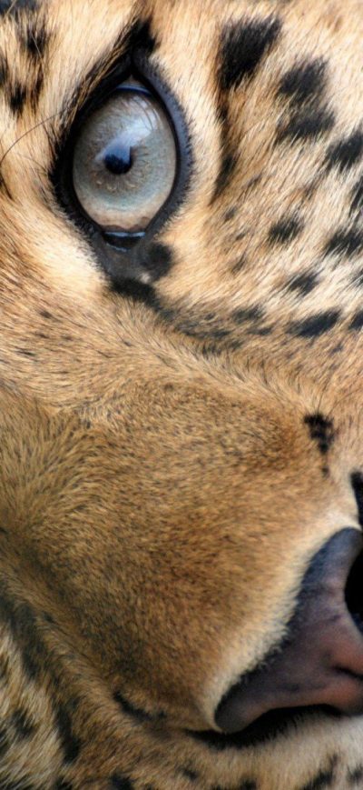 Fond d'écran iPhone Leopard Face
