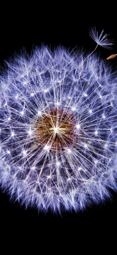 Fond d'écran iPhone Dandelion Dark Background