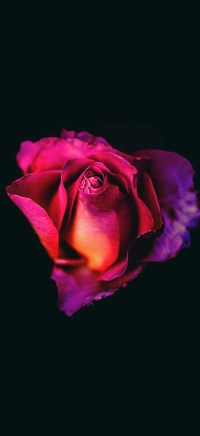 Fond d'écran iPhone Rose Oled Dark 8k