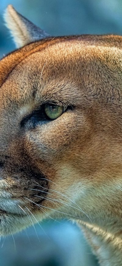Fond d'écran iPhone Cougar 4k