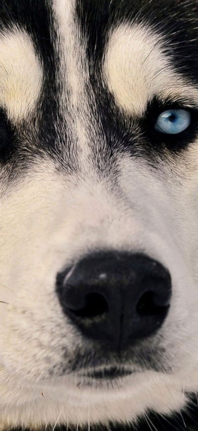 Fond d'écran iPhone Siberian Husky Eyes