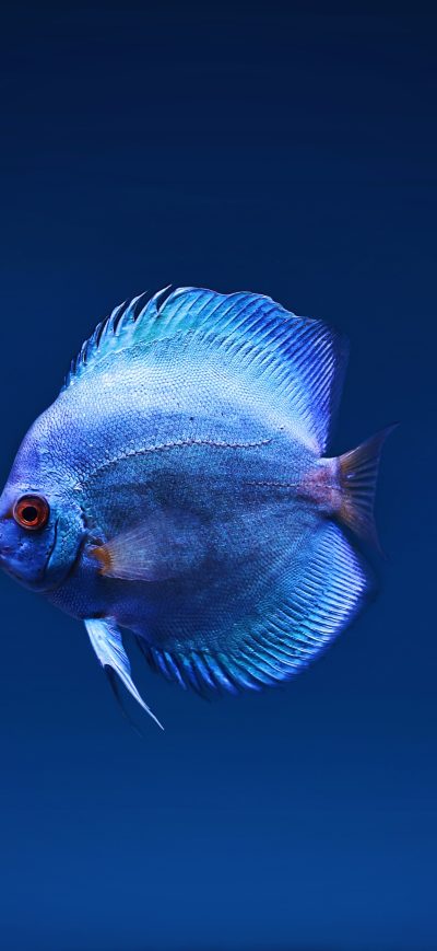Fond d'écran iPhone Blue Discus Fish
