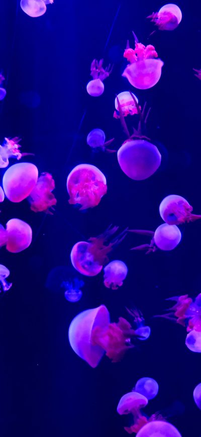 Fond d'écran iPhone Jellyfishes 5k