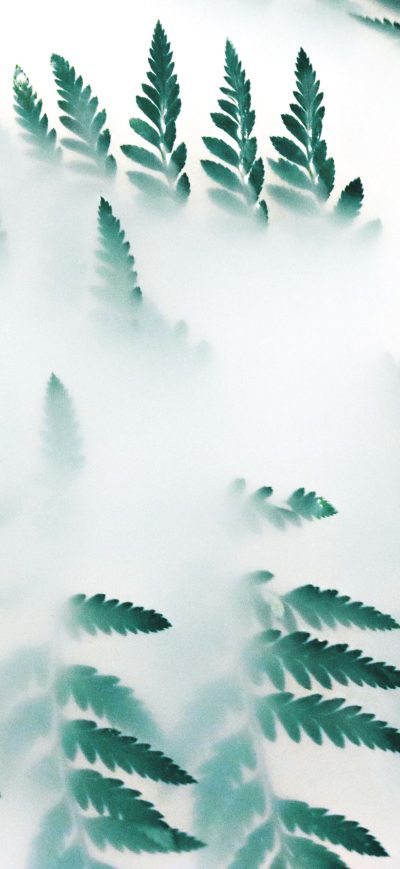 Fond d'écran iPhone Green Leaf Plants Fog 4k