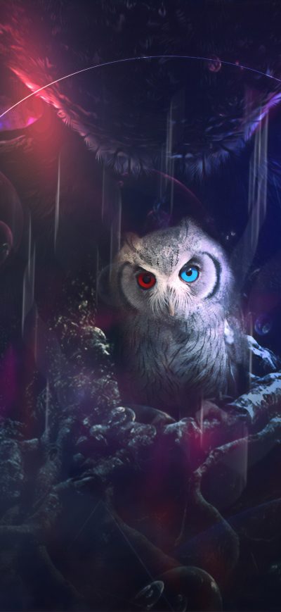 Fond d'écran iPhone Owl 8k