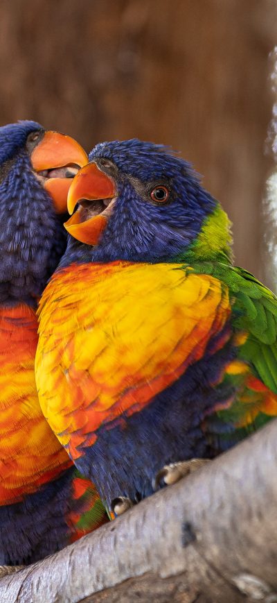 Fond d'écran iPhone Close Up Perched Birds 4k