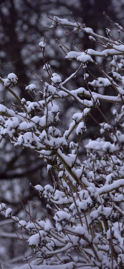 Fond d'écran iPhone Snowy Branches 5k