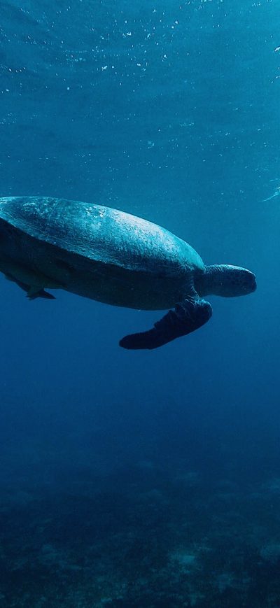 Fond d'écran iPhone Turtle Underwater 4k