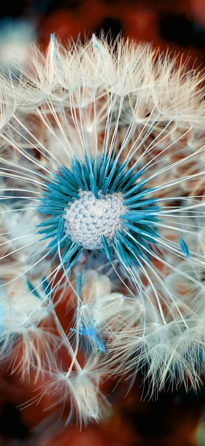 Fond d'écran iPhone Dandelion Plant Close Up Macro