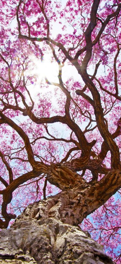 Fond d'écran iPhone Pink Tree 4k