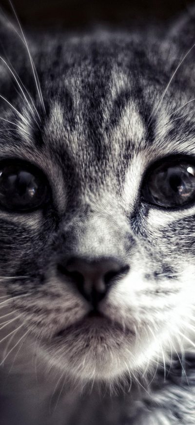 Fond d'écran Cat sur iPhone