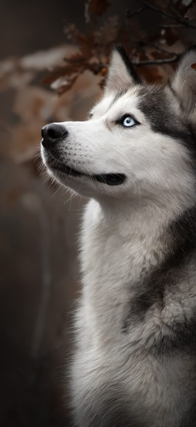 Fond d'écran iPhone Siberian Husky Dog Breed