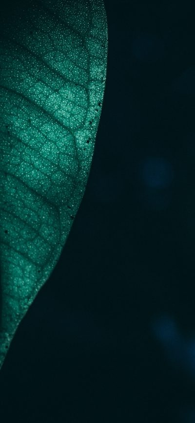 Fond d'écran iPhone Green Leaf Macro 4k