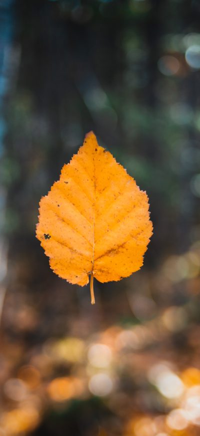 Fond d'écran iPhone Falling Autumn Leaf 5k