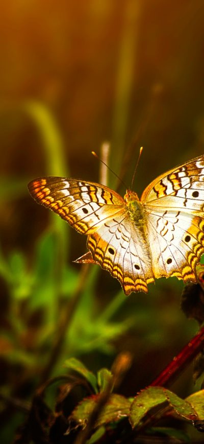 Fond d'écran iPhone Butterfly On Leaf