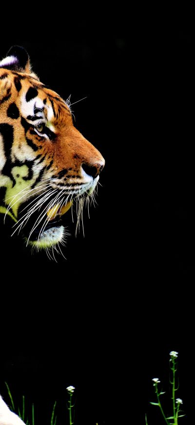 Fond d'écran iPhone 5k Tiger Predator