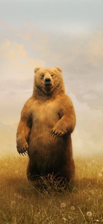 Fond d'écran iPhone Bear In Field