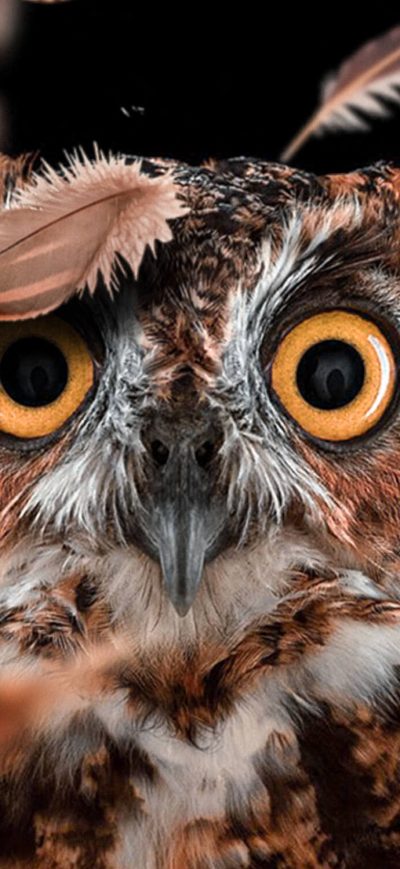Fond d'écran iPhone Curious Owl