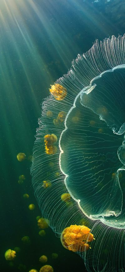 Fond d'écran iPhone Jellyfish Sea Life 5k