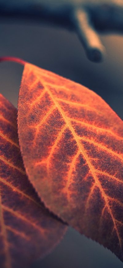 Fond d'écran iPhone Macro Leaf Photography