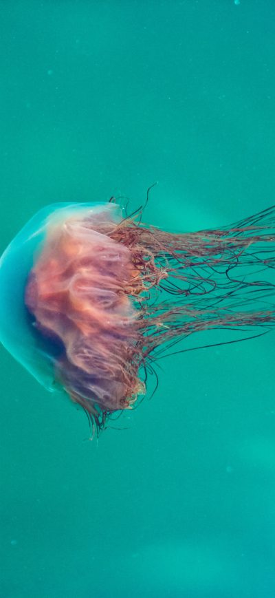 Fond d'écran iPhone Pink Jellyfish 5k