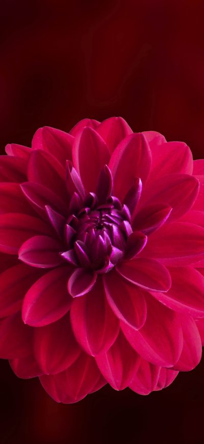 Fond d'écran Pink Dahlia Flower sur iPhone