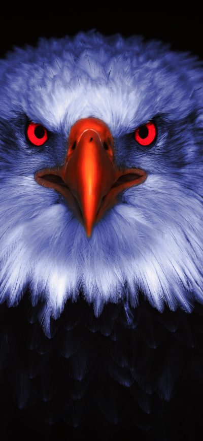Fond d'écran iPhone Eagle Raptor Eyes 8k