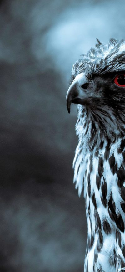 Fond d'écran iPhone Red Eye Eagle 4k