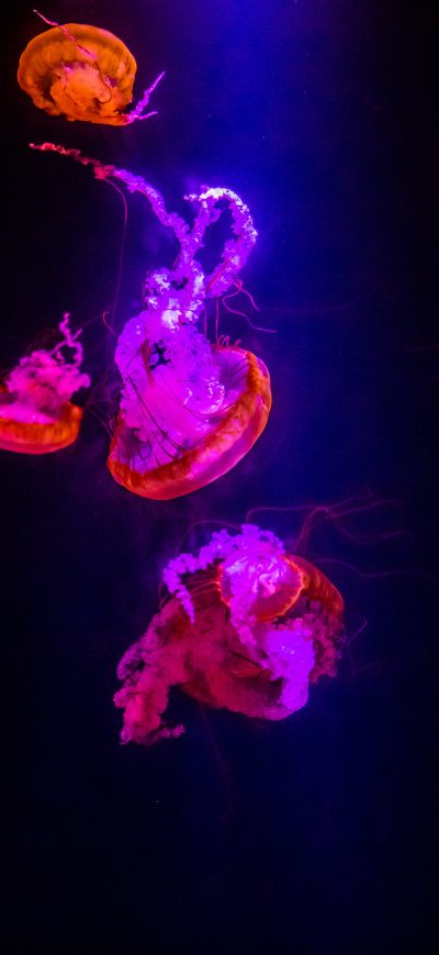 Fond d'écran iPhone Jellyfishes Underwater 5k