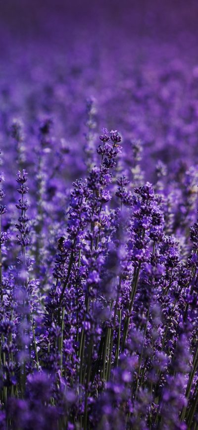 Fond d'écran iPhone Lavender Field 5k