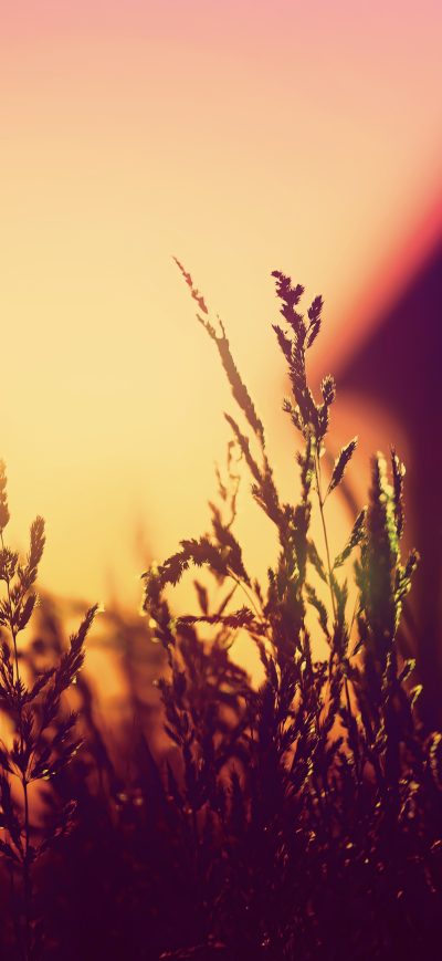 Fond d'écran iPhone Plants Blurred Silhouette Sunset 4k