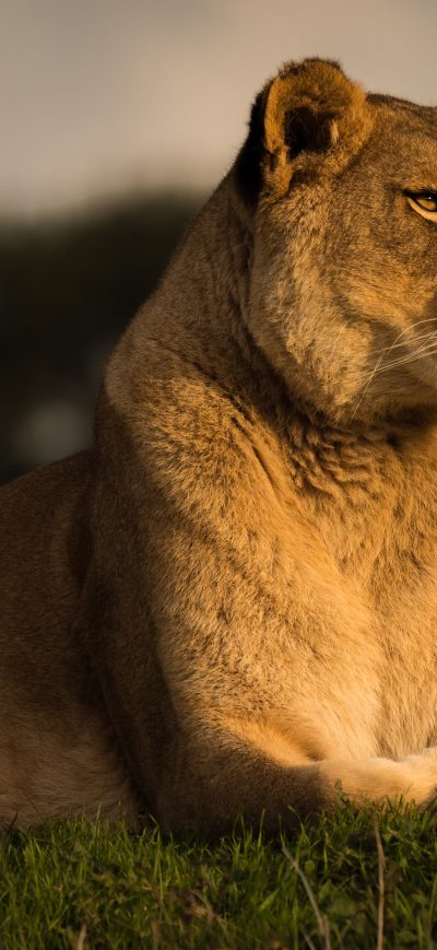 Fond d'écran iPhone Predator Lion 4k