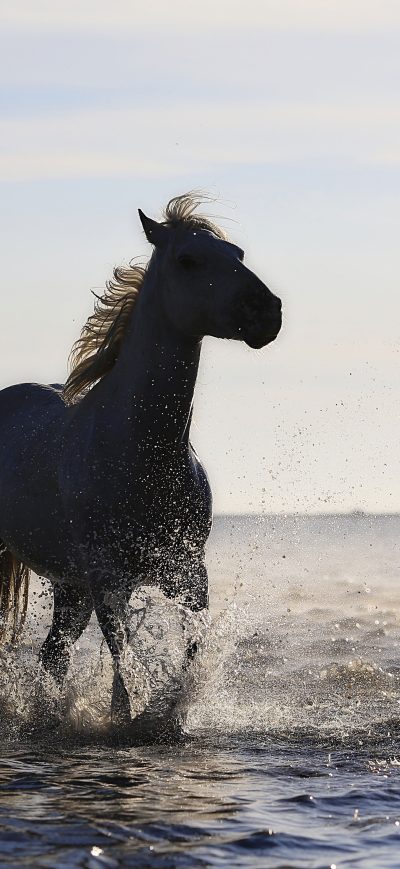 Fond d'écran iPhone Horse Running On The Beach 4k 5k