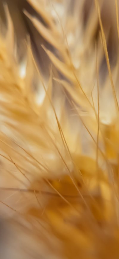 Fond d'écran iPhone Macro Wheat 4k