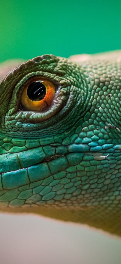 Fond d'écran iPhone Green Lizard Reptile Macro 4k