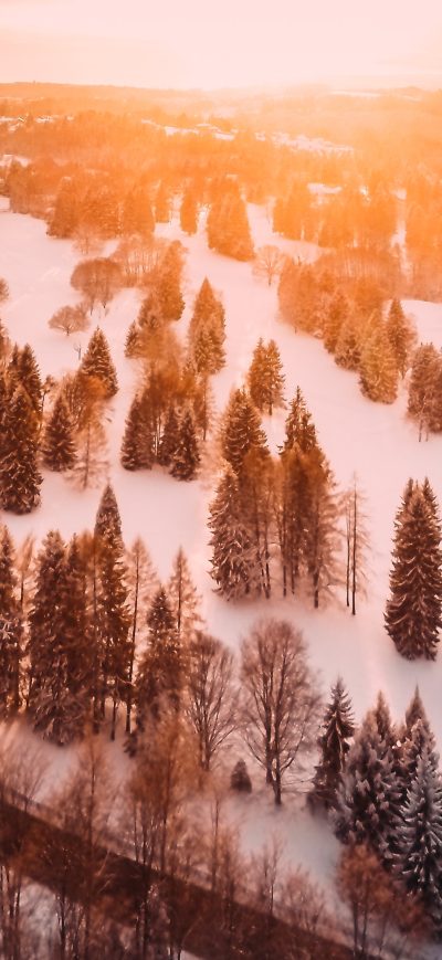 Fond d'écran iPhone Cold Forest Pine Trees Morning