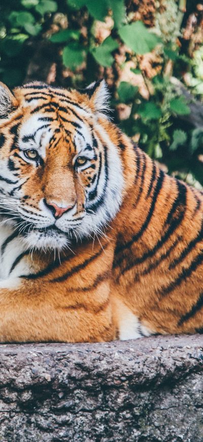 Fond d'écran Safari Tiger 4k sur iPhone
