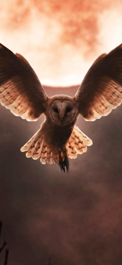 Fond d'écran iPhone Barn Owl Moon Night