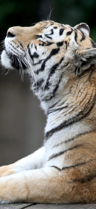 Fond d'écran iPhone Siberian Tiger 5k