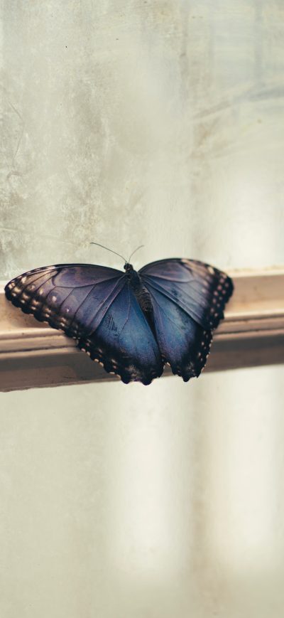 Fond d'écran iPhone Butterfly Sitting On Window Side 5k