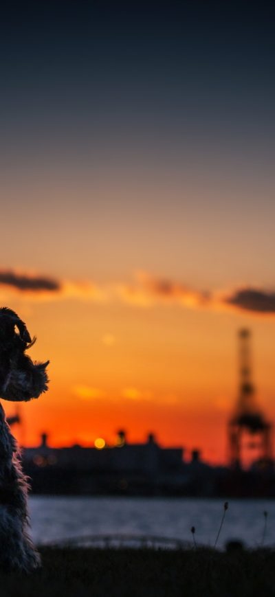 Fond d'écran iPhone Dog Sunset Silhouette 4k
