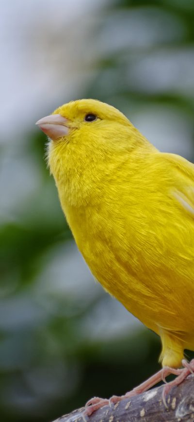 Fond d'écran iPhone Yellow Canary