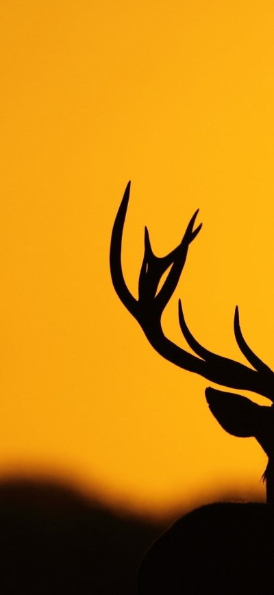 Fond d'écran Deer Antler Silhouette sur iPhone