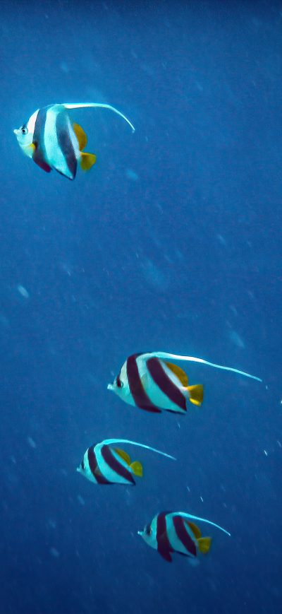 Fond d'écran iPhone Pennant Coralfish 5k