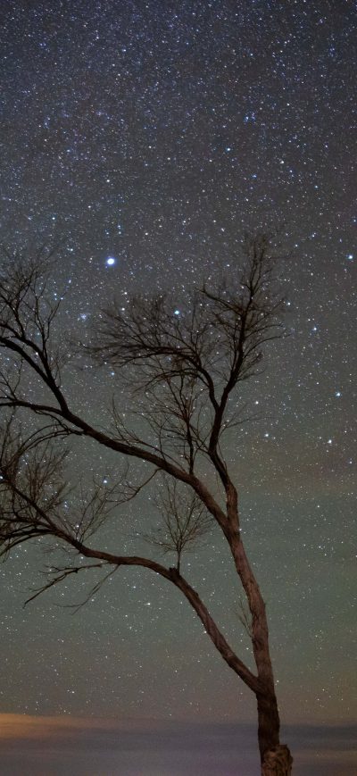 Fond d'écran iPhone A Lone Tree Under A Night Sky With Stars