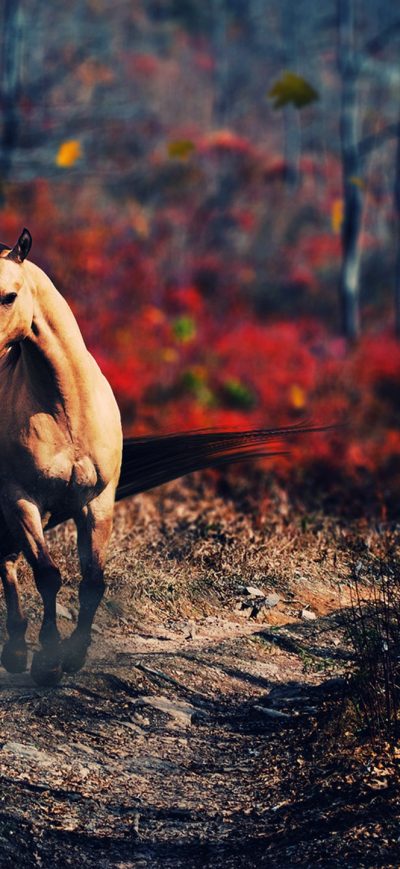 Fond d'écran iPhone Horse New