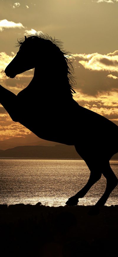 Fond d'écran iPhone Horse Sunset Sea Light Reflections 5k