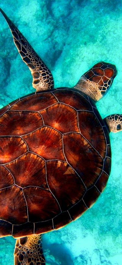 Fond d'écran iPhone Turtle Reptile